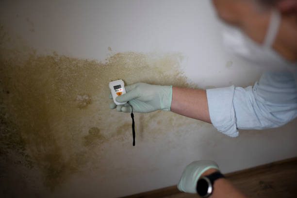 Mold Documentation for Insurance Claims in Portsmouth, VA